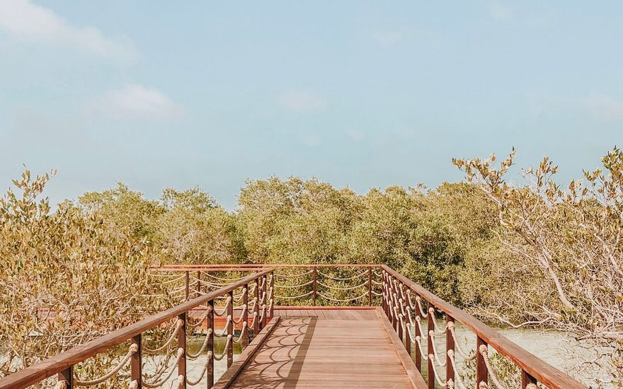 Mangrove boardwalk in Abu Dhabi